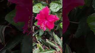 Hibiscus rosasinensis  China Rose 朱槿 2024 [upl. by Airual]