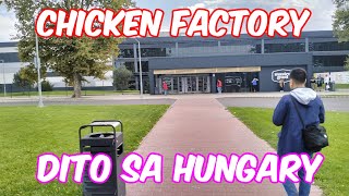 HUNGARY KISVARDA CHICKEN FACTORY [upl. by Sennahoj79]