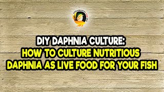 DIY Daphnia Culture How to Culture Nutritious Daphnia as Live Food for Your Fish [upl. by Simona]