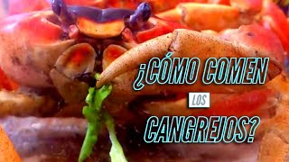 ¿ CÓMO COMEN los Cangrejos [upl. by Dekeles]