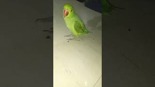 Main tota main tota  hare rang ka main tota shorts viral cuteparrot [upl. by Yeldahc]