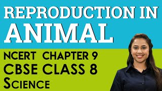 Reproduction In Animal CBSE Class 8 [upl. by Elberfeld]