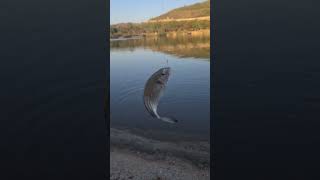 Canlı Teke ile Lidaki Avı balıkavı fishing lrf lrfbalikavi carpfishing kuşadası nature [upl. by Debora]