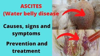 Water belly Ascites cause signs and symptoms prevention and treatment in chicken [upl. by Rosen]