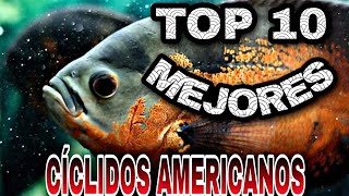 Top 10 cíclidos americanos [upl. by Orlena]