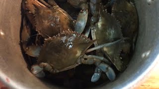 Catch And Cook GIANT Blue Crab the fastest and cheapest way [upl. by Adnalram]