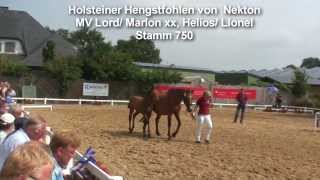 Holsteiner Hengstfohlen von Nekton Stamm750 [upl. by Eilatan]