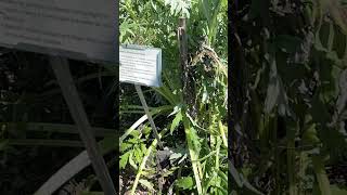 Cardoon Cynara Cardanculus [upl. by Carleen]