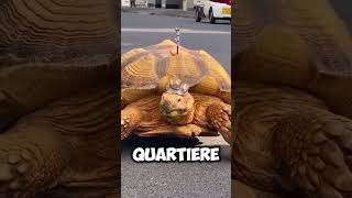 LAnziano di Tokyo che Passeggia con una Tartaruga Gigantesca 🐢😱shorts virale perte [upl. by Phelan23]