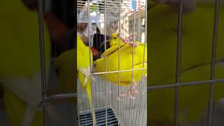 Birds fair bird birds birdwatching birdplaytime birdspotting budgies playtime toys [upl. by Torrence]