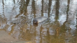 Harbor Seal at Courseys Pond [upl. by Maillliw946]