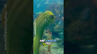 Moray Eel  The Coolest predator In The Ocean shorts [upl. by Anaib]