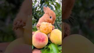 Cute rabbit is eating peach fruit rabbit rabbitfood animals [upl. by Epilif]