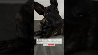 malinois chien pets doglife puppy animaux doglover animals love [upl. by Eidolem]