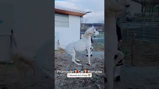 PromovariCaiRomania dance cal horse bighorse stallion horselover [upl. by Siramaj419]