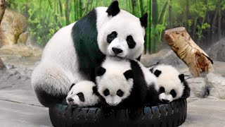 🐼 Too Funny Panda mother and Panda baby Funny moments  Panda Funny Video [upl. by Acul438]