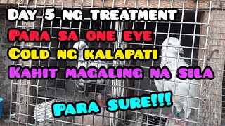 DAY 5 NA TREATMENT PARA SA ONE EYE COLD NG MGA KALAPATI KAHIT MAGALING NA SILA PARA SURE [upl. by Ruhtra234]