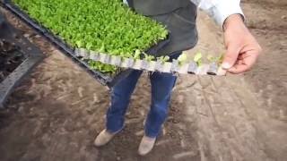 Automated Transplanting Saving Labor Increasing Yields [upl. by Atneuqal785]