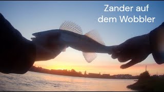 Zander angeln mit dem WobblerLivebiss [upl. by Laon361]