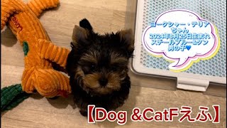 ヨークシャー・テリアちゃん（2024年8月25日生まれ）【DogampCatFえふ】 [upl. by Myk]