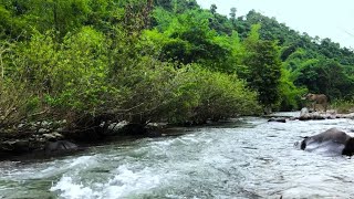 Water Sounds Nature  Birds Sounds 🌿 Deep Healing amp Spiritual Cleanse 🌿 Clear All Negative Energy [upl. by Alyss430]