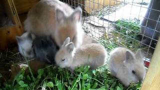 My Lionhead Rabbits [upl. by Inessa]