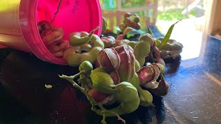 Harvesting Camachile  Pithecellobium Dulce Paningit Kamunsil Vlog [upl. by Vine200]