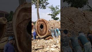 FINDING SPECIAL LARGE WOOD FROM PLANTATION FORESTS IN THE BAND SAW [upl. by Derna797]