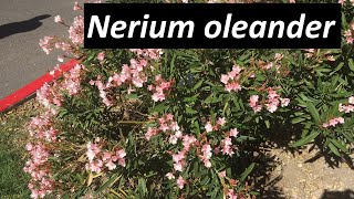 Poisonous Nerium oleander  All you need to know [upl. by Anaiad211]