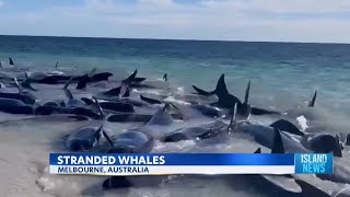 Over 100 whales return to sea after beaching in Western Australia [upl. by Riffle]