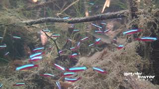 CARDINAL in NATURE  NEON TETRA in NATURE see the NATURAL HABITAT of PARACHEIRODON AXELRODI [upl. by Yortal431]