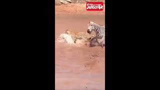 Oh dear🤭 Did the Lioness helps Zebra😁 whatttt [upl. by Remmos]