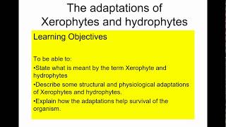 A level Biology Xerophytes and hydrophytes [upl. by Anilah]