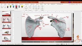 scapular osteology  myology and ligaments  scapular muscles attachment in URDUHINDI [upl. by Nairod]