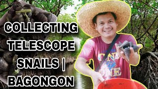 Collecting Telescope snail  Bagongon Or Bagungon Locally Known In The Philippines viralvideo [upl. by Ahsatniuq]