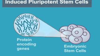 What are Induced Pluripotent Stem Cells iPS Cells [upl. by Gyimah]