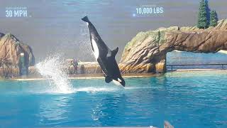 SeaWorld San Diego ORCA ENCOUNTER FRIDAY APRIL 16 2021 [upl. by Eneiluj]