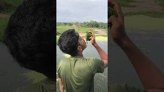 మనం Algae నీ తినోచ  Can we Eat Algae  shorts youtubeshorts [upl. by Klug]