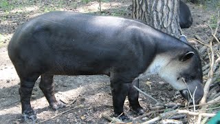 Bairds Tapirs  Tierpark Cottbus [upl. by Bernita]