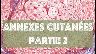 LES ANNEXES CUTANEES partie 2  HISTOLOGIE [upl. by Max360]