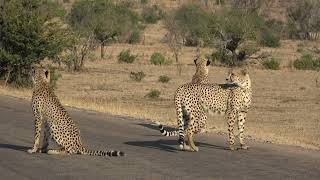 Kruger National Park week 7 from 8 [upl. by Dott]