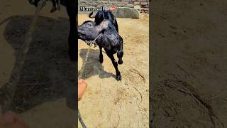 Murrah bull🐃💯  murrahbull dairyfarm villagelife dailyvlog shortsf kumawatpushkar007 [upl. by Namara]