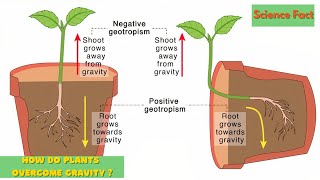 How Plants Grow Against The Gravity  The Fascinating Science of Gravity Defying Plants [upl. by Bluefarb]