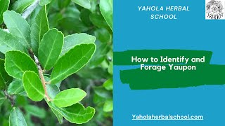 LEARN HOW TO IDENTIFY AND FORAGE YAUPON [upl. by Enneiluj]