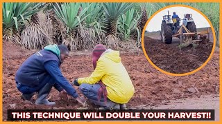 Land Preparation How to DOUBLE Your Returns After Harvesting  Maize Farming Methods [upl. by Nauqe]