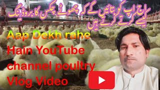 Visit Karen Poultry chhota Checks kaise receive karte Hain [upl. by Anitsim924]