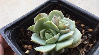 Propagating Echeveria Zaragoza to Make More Plants [upl. by Renard]