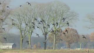 Eenden in de vlucht en spreeuwen in de wind in de Deurnese Peel te Liessel [upl. by Dinnage]