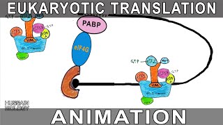 Eukaryotic Translation Animation [upl. by Lamb703]