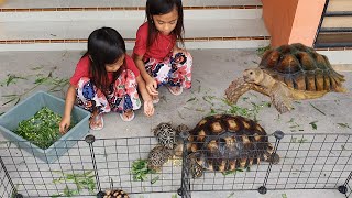 Memberi Makan Kura Kura Darat Jumbo [upl. by Fitalludba252]